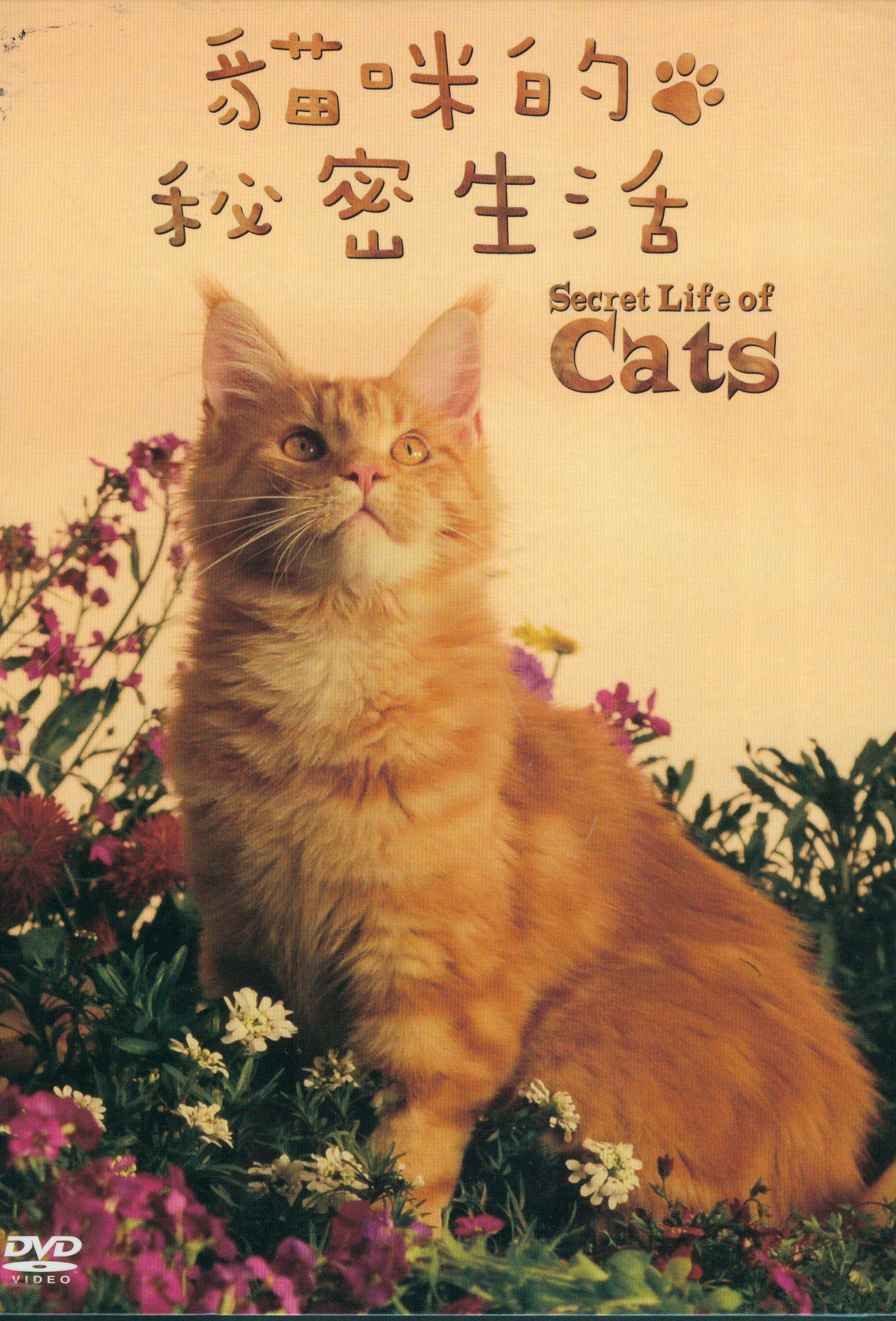 貓咪的秘密生活 : Secret life of cats