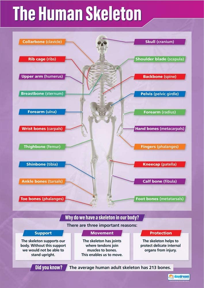 Human Skeleton (Picture) : Science Poster