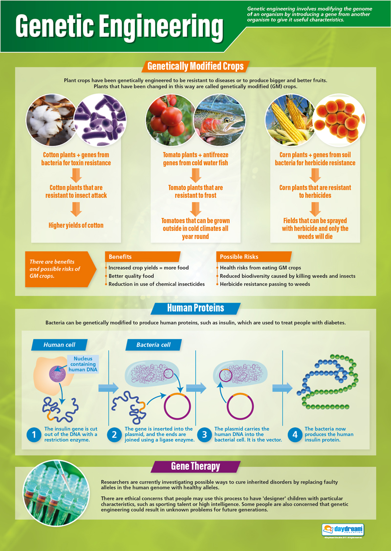 Genetic Engineering (Picture) : Science Poster