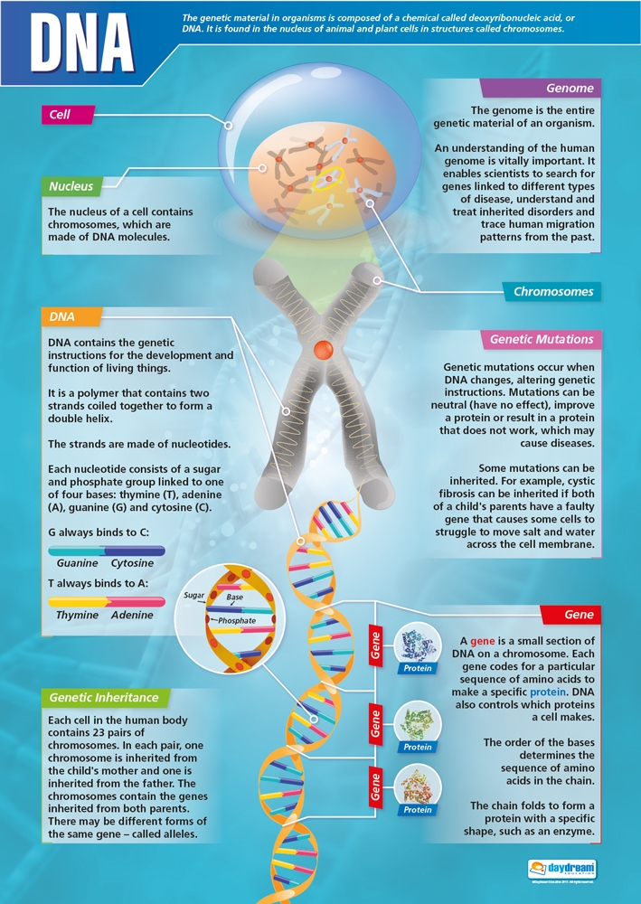 DNA (Picture) : Science Poster