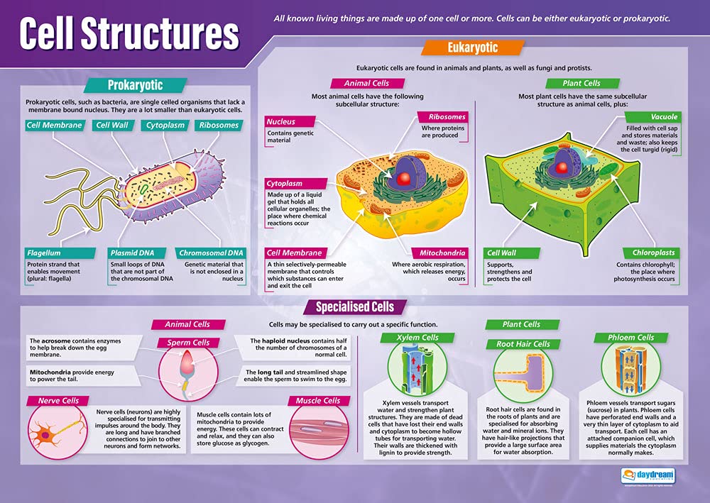 Cell Structure (Picture) : Science Poster