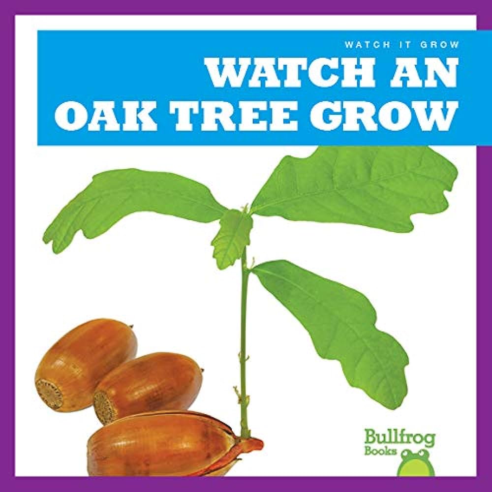 Watch an oak tree grow
