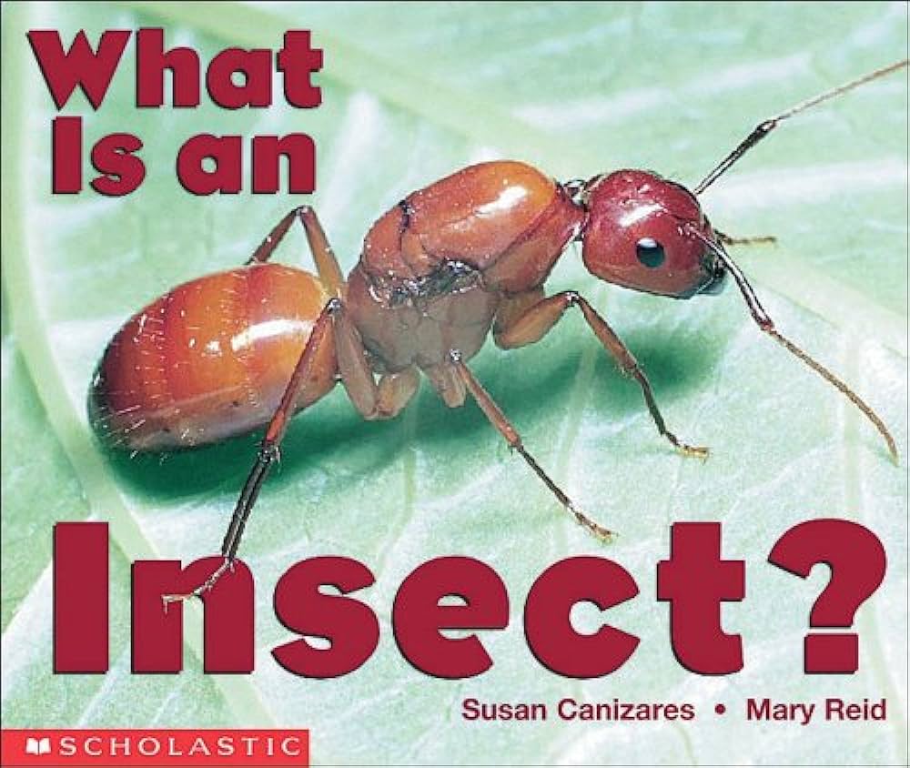What is An Insect