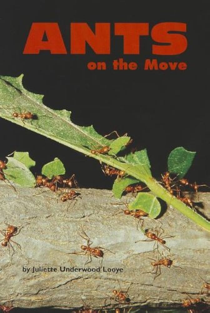 Ants on the move