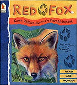 Red Fox  :